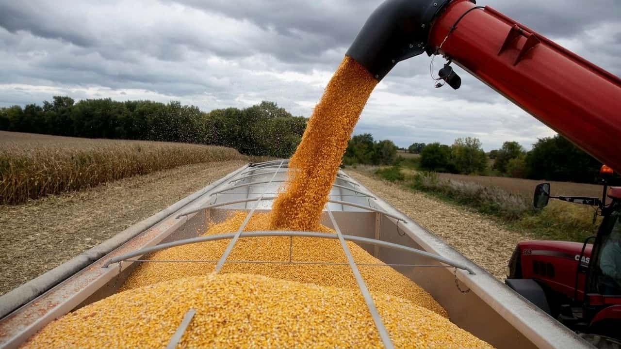 scorte-di-mais-usa-oltre-2-miliardi-di-bushel-perche-i-nuovi-dati-usda-fanno-dis