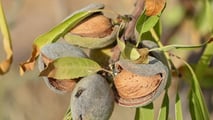 Produzione di mandorle in Sicilia: crollo del 70% a causa della siccità