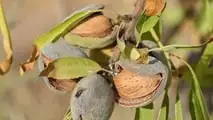 Produzione di mandorle in Sicilia: crollo del 70% a causa della siccità