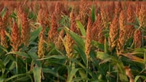 Foto - Seminart: la raccolta del sorgo Toretto seminato da Giulia