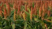 Foto - Seminart: la raccolta del sorgo Toretto seminato da Giulia