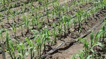 Ibridi di mais a taglia bassa e gestione irrigua, dall’architettura radicale alla programmazione di turni e volumi con fertirrigazione e sensori di campo