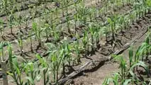 Ibridi di mais a taglia bassa e gestione irrigua, dall’architettura radicale alla programmazione di turni e volumi con fertirrigazione e sensori di campo