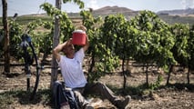 Dal 1° luglio più facile la cassa integrazione per caldo in agricoltura: basta mezza giornata di sospensione, ma il budget si riduce a 10 milioni
