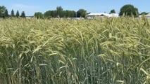 Perché la segale ibrida sta entrando nelle aziende da latte