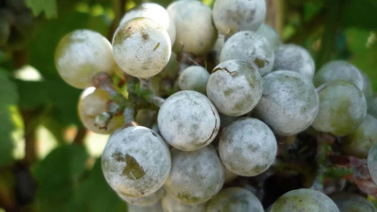Come pianificare una difesa integrata 2026 contro peronospora e oidio?