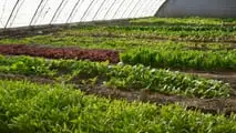 Uso pratico dei biostimolanti per aumentare la resilienza delle colture ortofrutticole a siccità, caldo e stress del suolo integrando irrigazione e gestione agronomica
