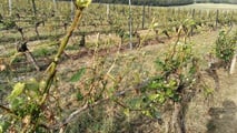 Protocollo operativo per gestire le lesioni da grandine su vite e fruttiferi già dopo 24-72 ore con valutazione del danno