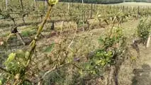 Protocollo operativo per gestire le lesioni da grandine su vite e fruttiferi già dopo 24-72 ore con valutazione del danno