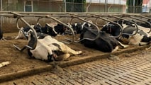 Stress da caldo ruminanti 2026: strategie nutrizionali e di stalla efficaci