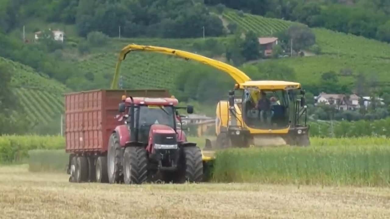 Costi di raccolta e insilamento del triticale nel 2026