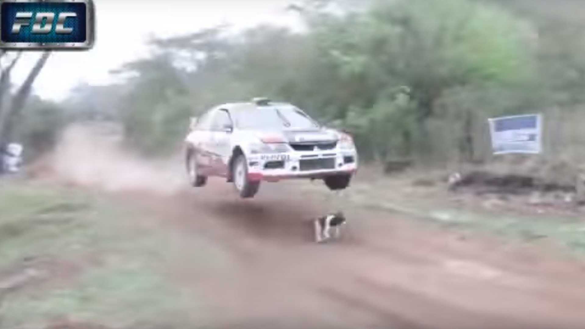 Rally Car Jumps Over Luckiest Dog in the World