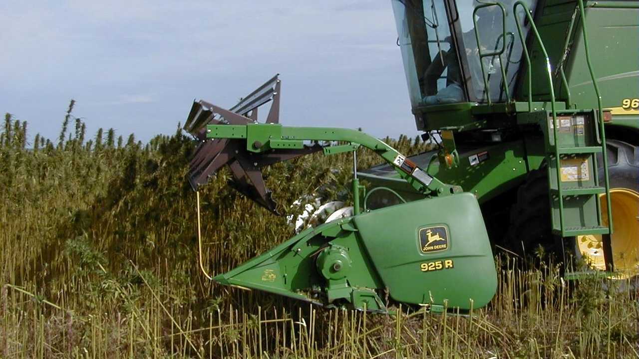 Canapa: la coltura alternativa per il 2023