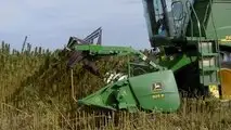 Canapa: la coltura alternativa per il 2023