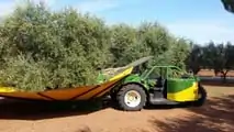 Foto - Sicma: ad Agrilevante le semoventi per la raccolta-olive