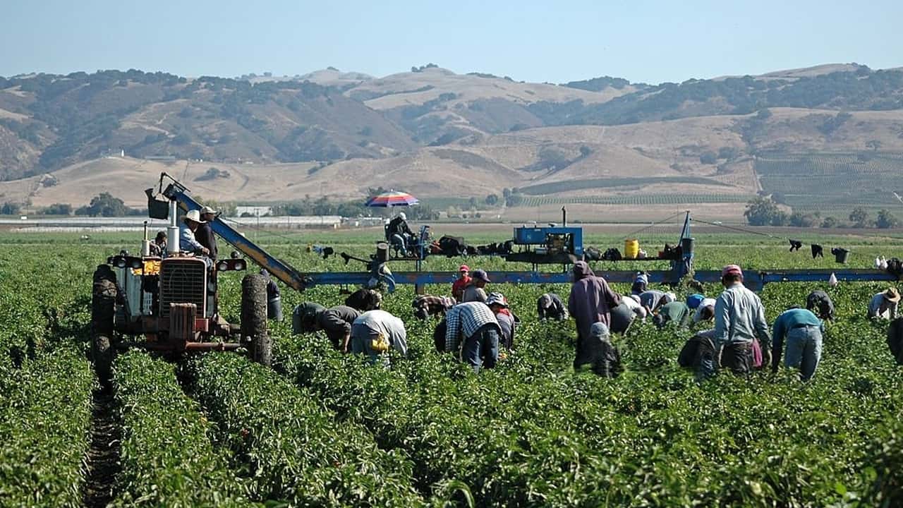 Lavoro agricolo: Luglio da record per le assunzioni