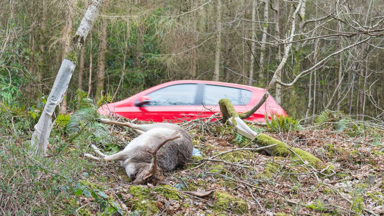 Dead deer at the side of the A82 road in the Loch Lomond Scotland