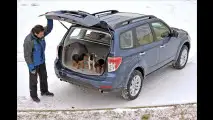 Trainierter Boxer