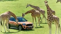 Mini Countryman PHEV Longleat Safari Park