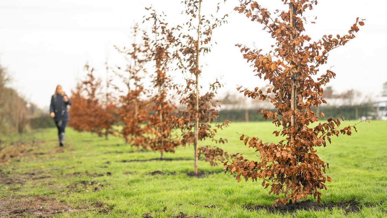 Bentley plants 100 trees at its Crewe factory