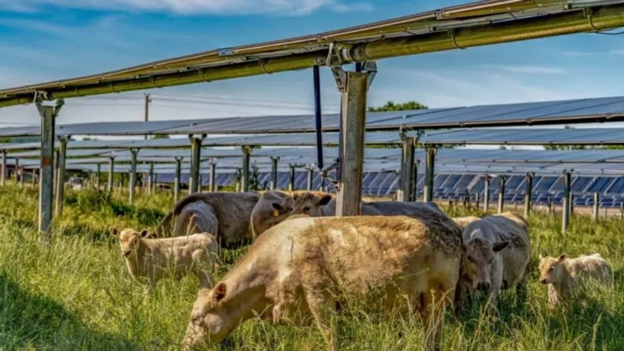 Impianto agrivoltaico con pannelli mobili