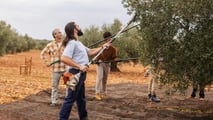 Raccolta olive 2026: la formazione sicurezza diventa obbligo