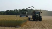 Come migliorare fermentazione e stabilità dell’insilato di triticale?
