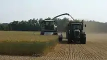 Come migliorare fermentazione e stabilità dell’insilato di triticale?