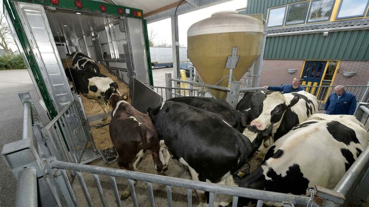 siccita-record-migliaia-di-bovini-al-macello-filiera-sotto-choc