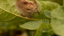 Peronospora della vite 2026: ASCENZA risponde al clima