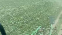 Integrazione tra diserbo chimico e meccanico in soia post emergenza per gestire infestanti, resistenze e rotazioni in agricoltura conservativa
