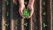 Criteri pratici per scegliere biostimolanti radicali in funzione di stress da trapianto, condizioni del suolo, gestione irrigua e valutazione del ritorno economico
