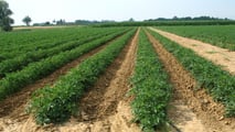 Irrigazione del pomodoro 2026: come tagliare i volumi senza perdere resa