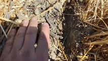 Strip till per soia: preparare il letto di semina solo in fila