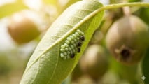 Cimice asiatica e caldo precoce: nuove finestre critiche per pero e kiwi