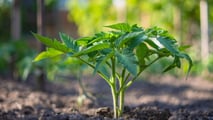 TEA e nuove resistenze ai virus del pomodoro: cosa cambia dal 2026