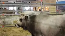 Agrilevante 2023: allevamenti, zootecnia e stalle 4.0