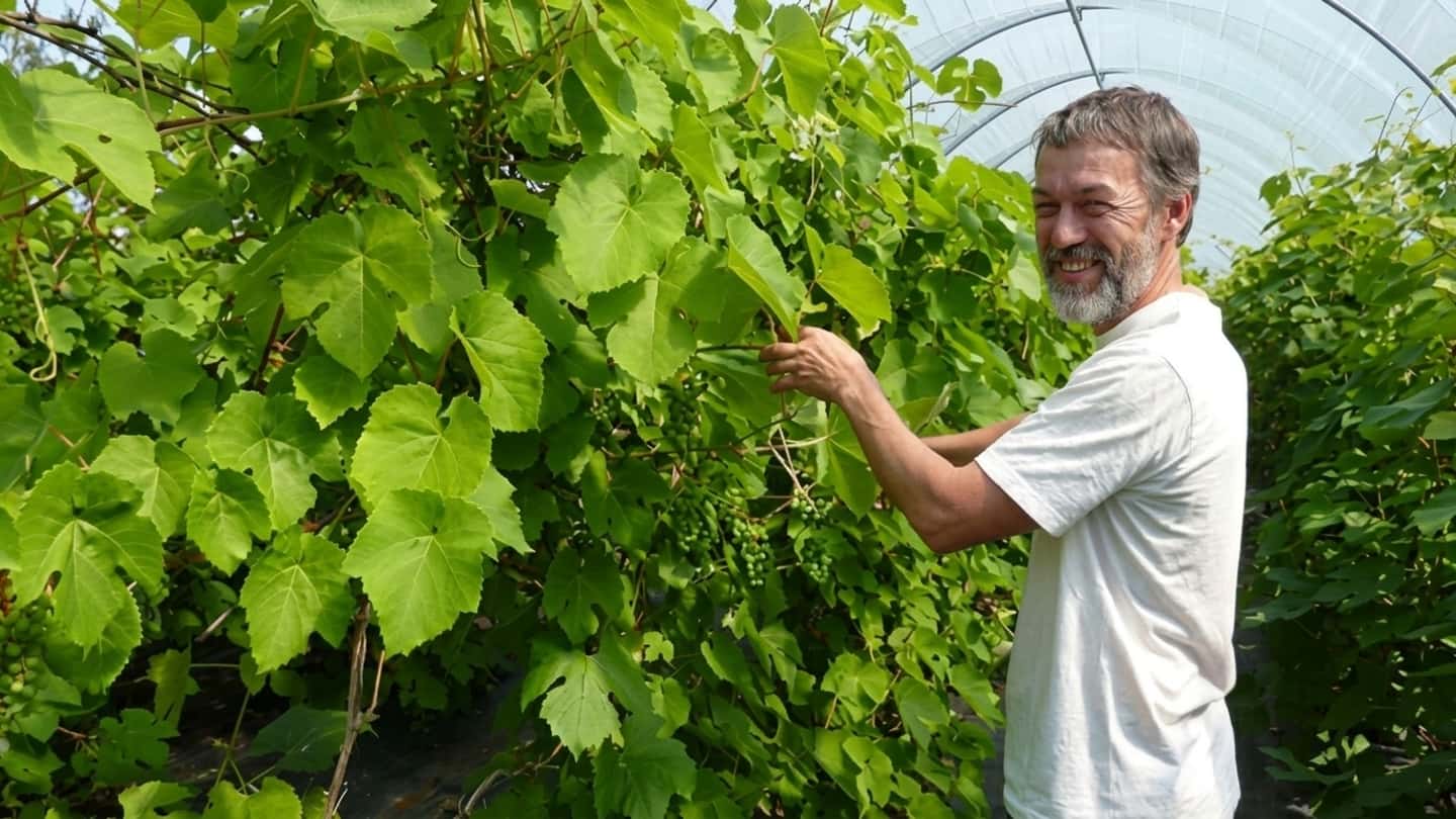 Vino finlandese e cambiamento climatico in vigna