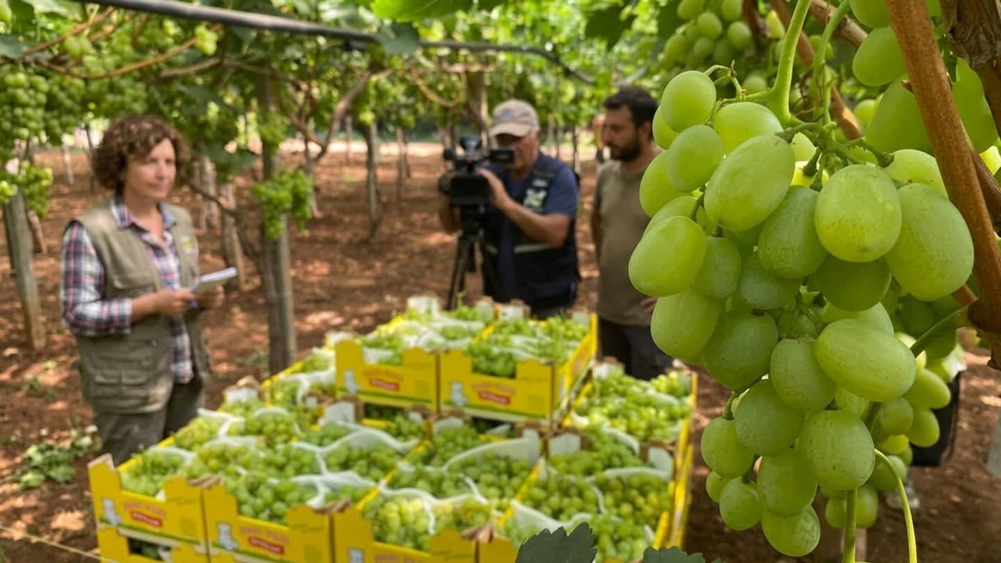 Uva da tavola pugliese, perché l’export vola ma i prezzi no