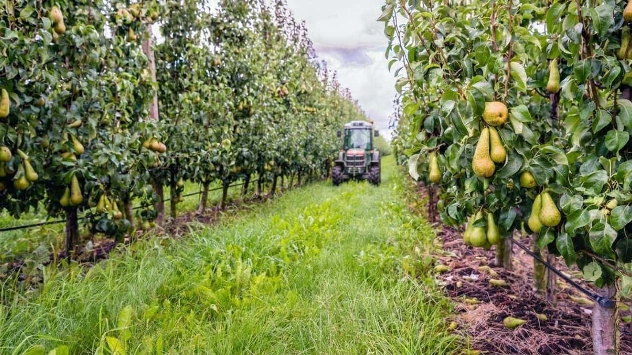 100-000-ettari-persi-la-frutticoltura-italiana-crolla