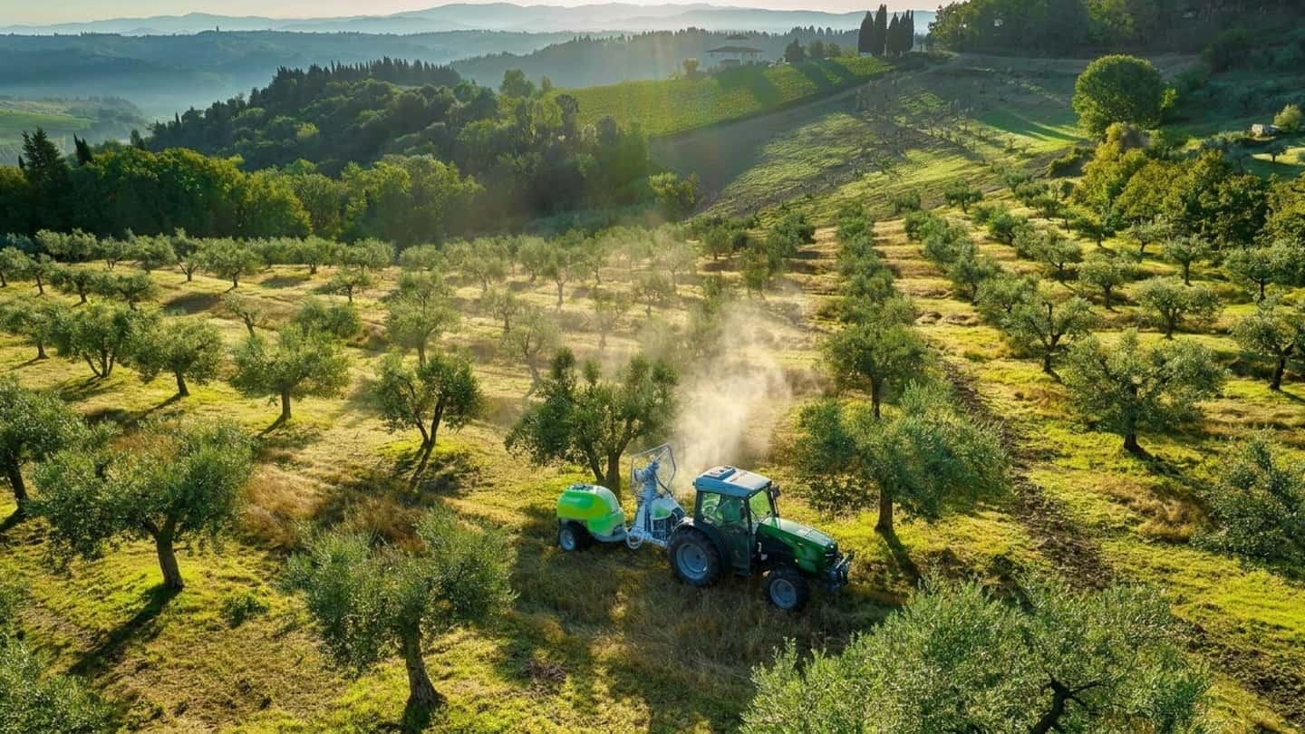 Camarosporium sulle olive: sintomi, rischio e difesa