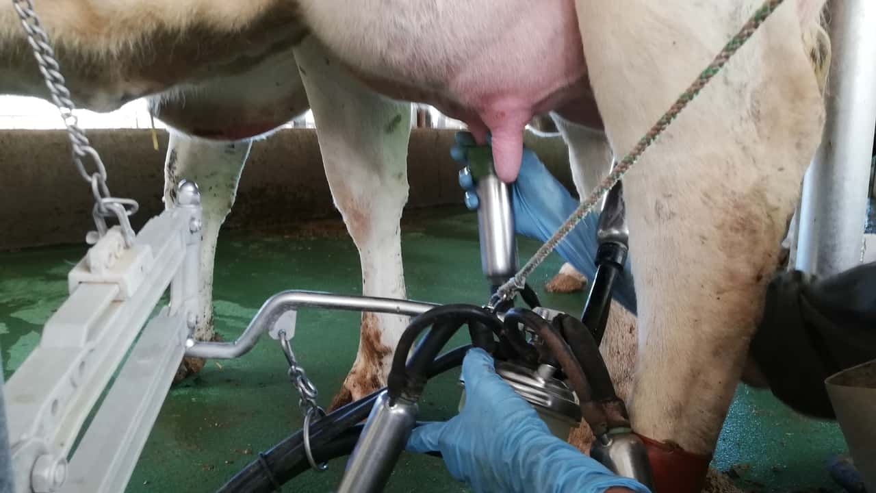 Costi minimi del latte previsti dal decreto Agricoltura