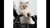 Das neue Miau