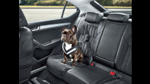 4. Cintura di sicurezza per cani