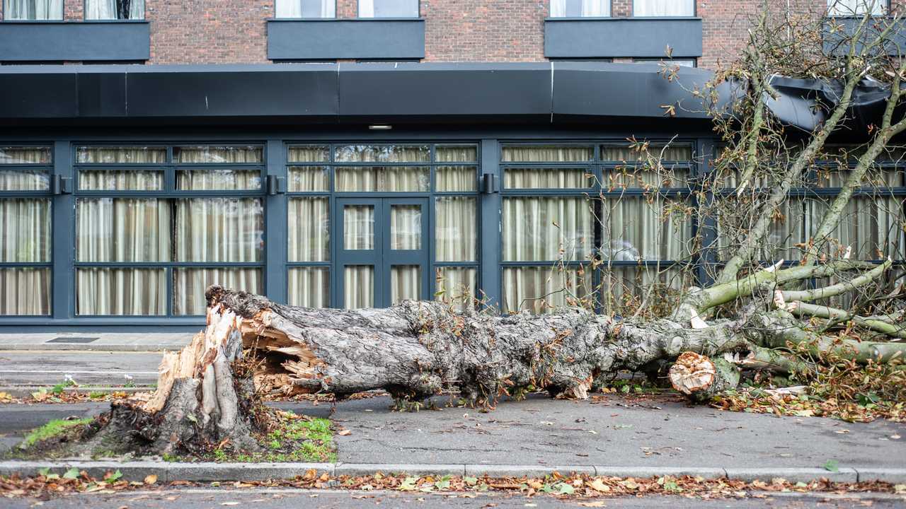 An uprooted tree fallen on a building in the aftermath of a thunderstorm with strong winds