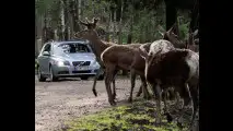Volvo, test per evitare incidenti con animali