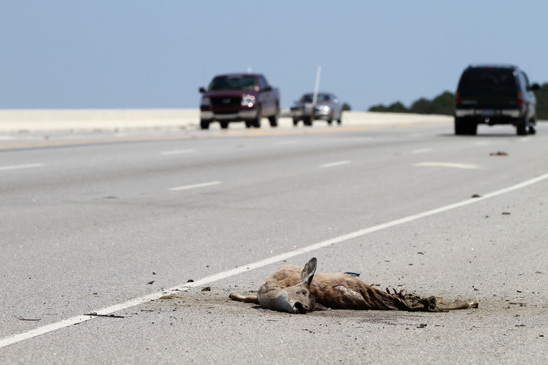 Roadkill for Dinner: Michigan Bill Would Make it Legal to Eat Dead