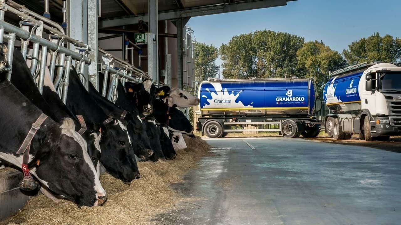 disdette-2-000-quintali-di-latte-al-giorno-restano-senza-sbocco