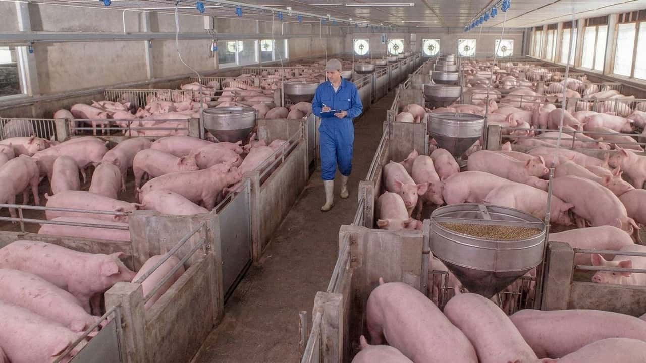 perche-il-calo-olandese-non-abbassa-i-prezzi-suini-italiani