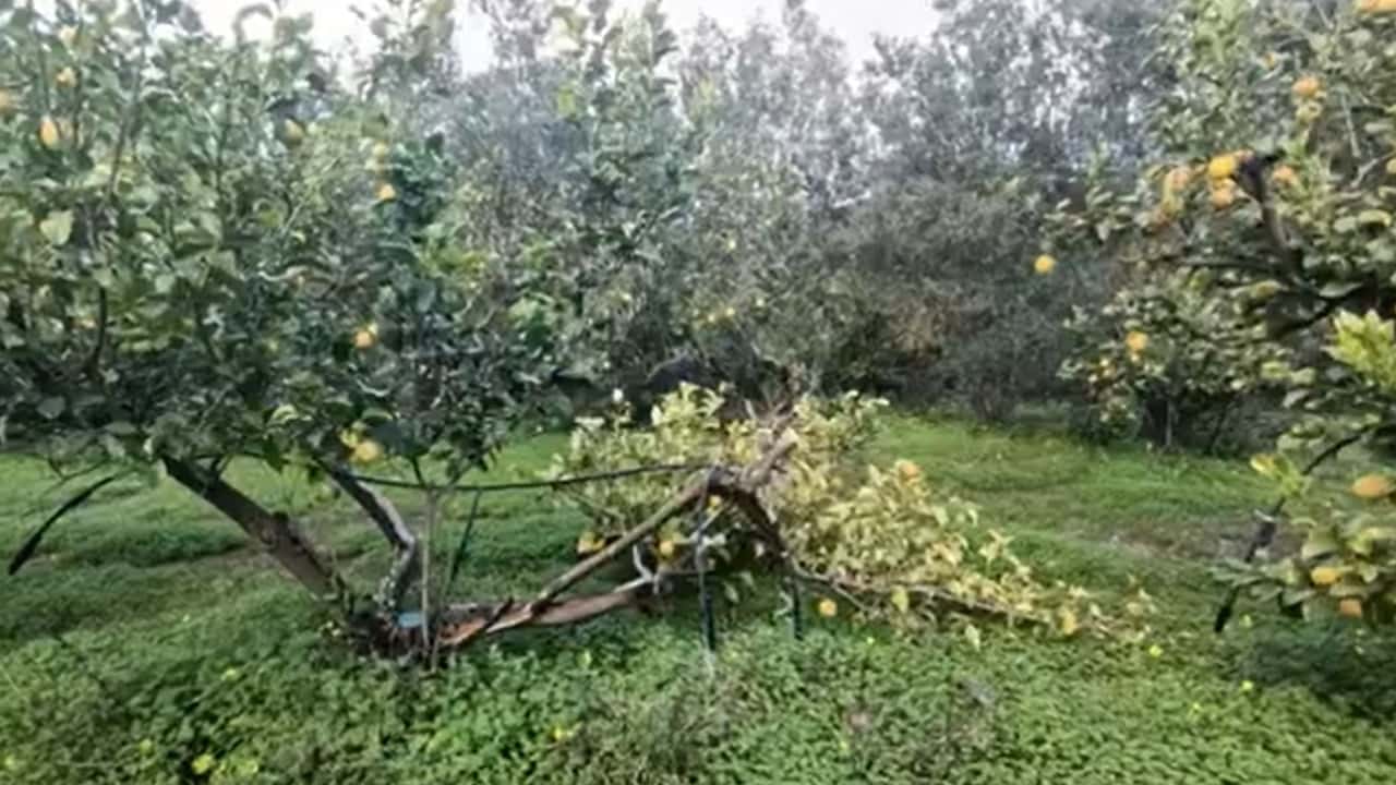 Maltempo: 400 milioni per l'agricoltura dopo il ciclone Harry
